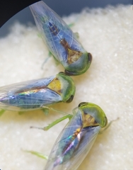 Viridicerus ustulatus