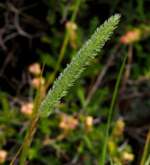 Phleum montanum