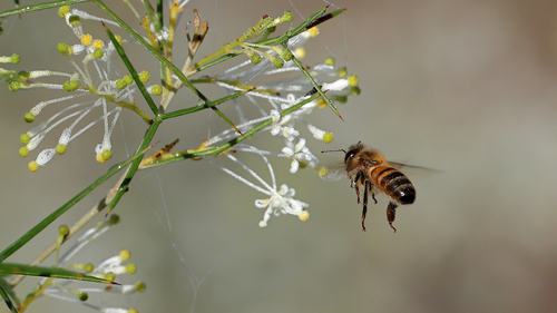 Western Honey Bee