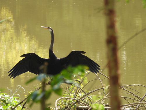 Oriental Darter