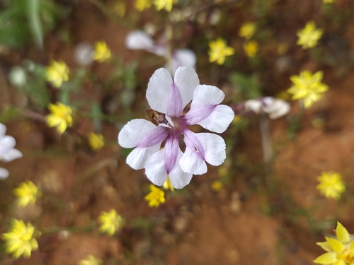Pink Velleia
