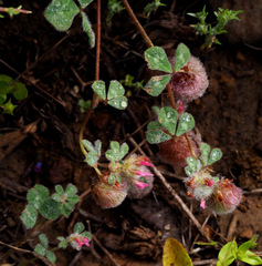 Trifolium pauciflorum