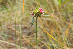 Borreria elaiosulcata