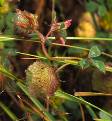 Trifolium pauciflorum