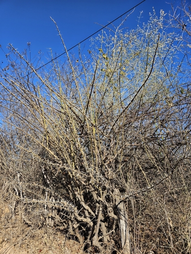 Pereskia bahiensis, photograph 2
