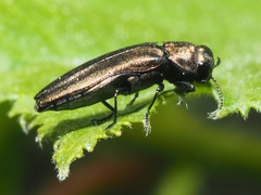 Agrilus cuprescens