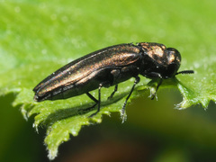 Agrilus cuprescens