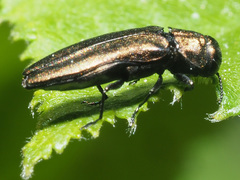 Agrilus cuprescens