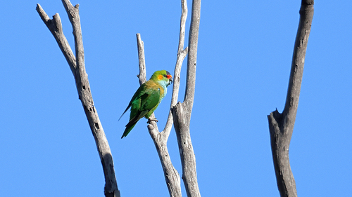 Purple-crowned Lorikeet
