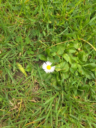 Lawn daisy