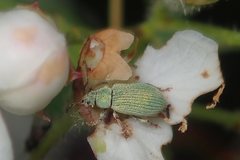 Phyllobius roboretanus