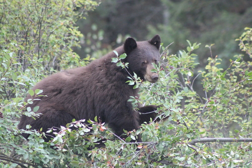 Black Bear sighting near Columbia-Shuswap