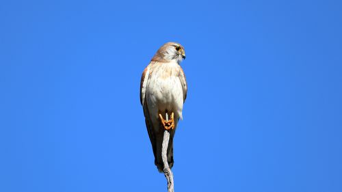 Nankeen Kestrel