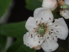 Phyllobius roboretanus