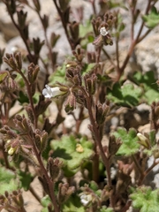 Phacelia rotundifolia