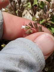 Phacelia rotundifolia