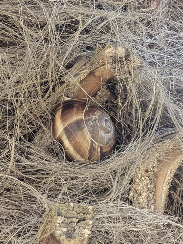 Turkish Snail
