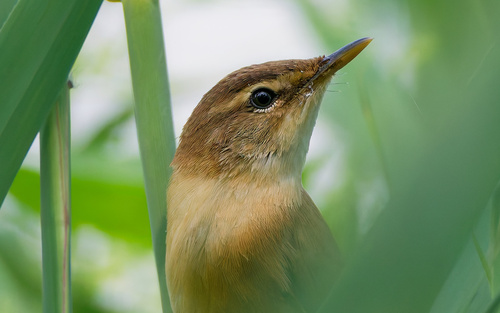 Manchurian Reed Warbler