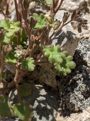 Phacelia rotundifolia