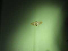 Idaea trypheropa