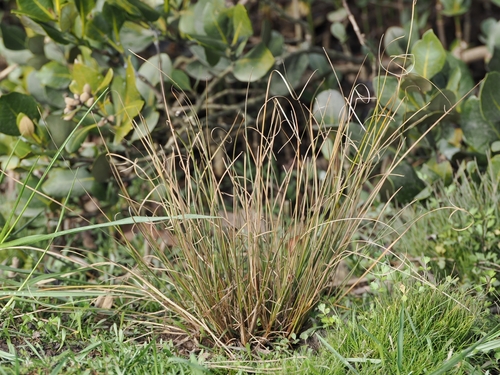 Carex litorosa