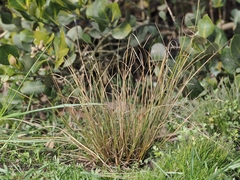 Carex litorosa