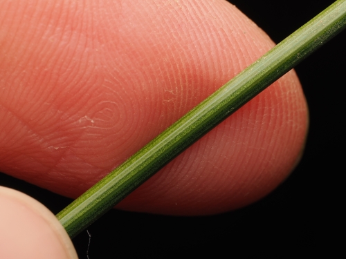 Carex litorosa, photograph 2