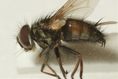 Carcelia bombylans