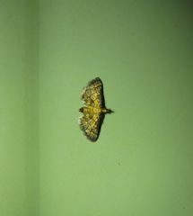 Metasia polytima