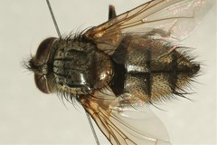 Carcelia bombylans