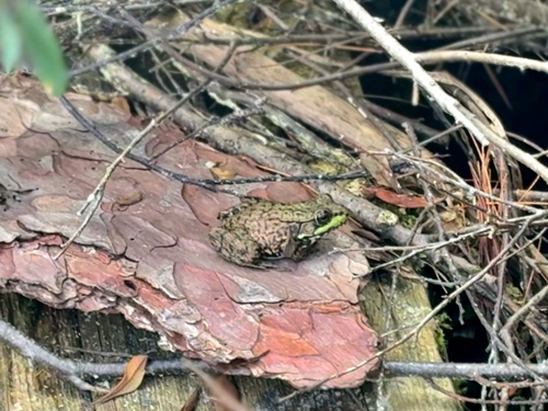 Green Frog