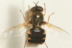 Odontomyia ornata
