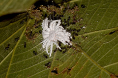 Technomyrmex albipes