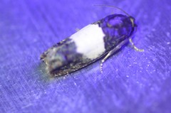 Epiblema tripartitana