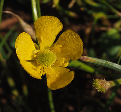 Ranunculus neocuneatus