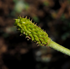 Ranunculus neocuneatus