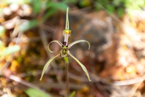 Narrow-lipped Dragon Orchid