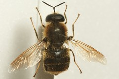 Stratiomys longicornis