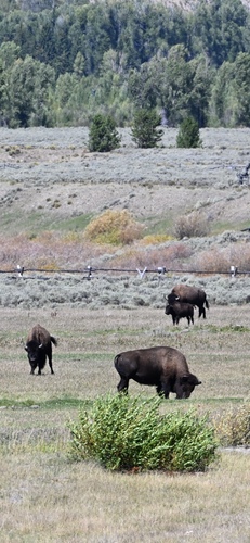 Bison photographed at Grand Teton National Park, Moran, WY, US