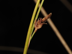 Carex litorosa, photograph (c) Angus Campbell, some rights reserved (CC BY)