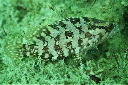 Guaseta Pacífico (Alphestes immaculatus)