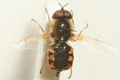 Odontomyia ornata
