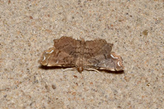 Musotiminae