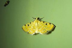 Notarcha polytimeta