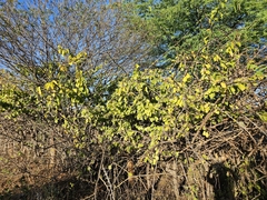 Pereskia bahiensis