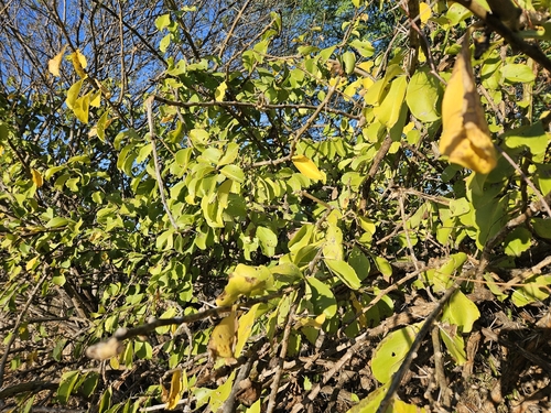 Pereskia bahiensis, photograph 1