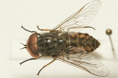 Tabanus bromius