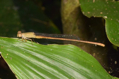 Ceriagrion olivaceum