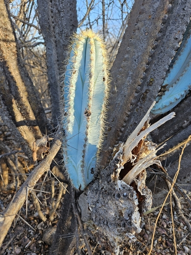 Pilosocereus pachycladus, photograph 5