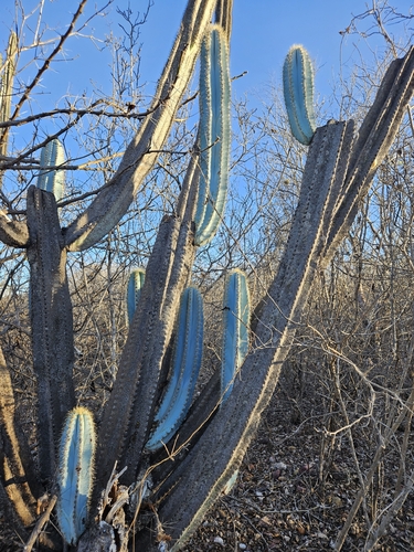 Pilosocereus pachycladus, photograph 6